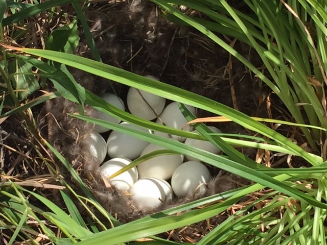 summer 2015 duck nest